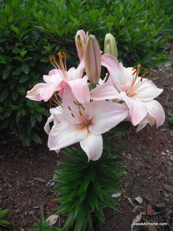 flowers-at-our-new-home