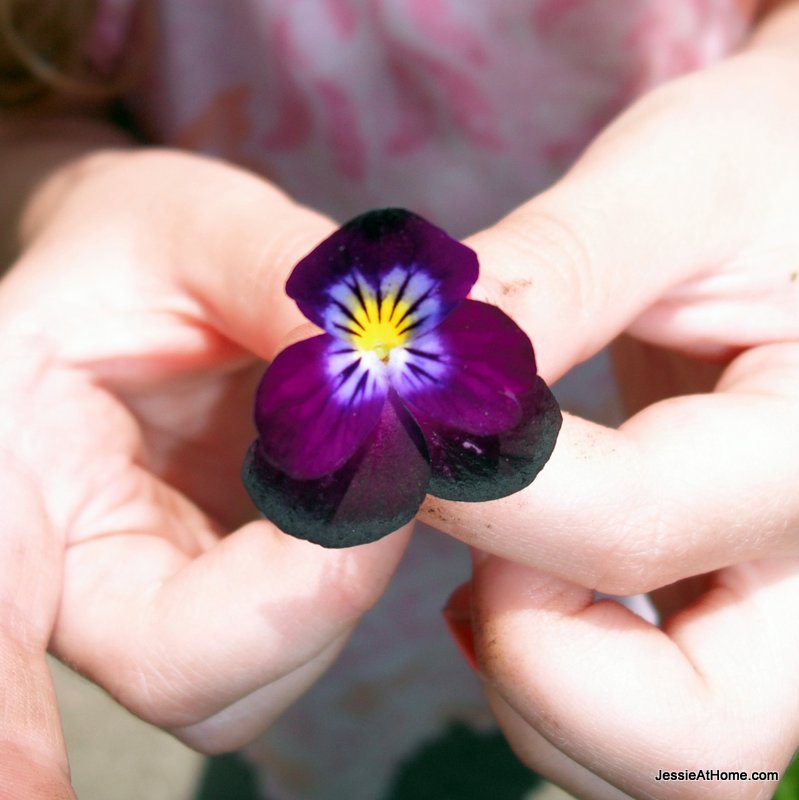 Pretty-Purple-Pansy