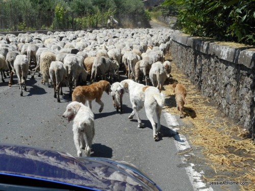 Sheep-jam-on-the-way-up-Mt-Etna-in-Sicily